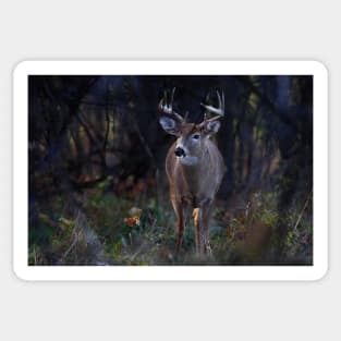 White-tailed Deer Sticker